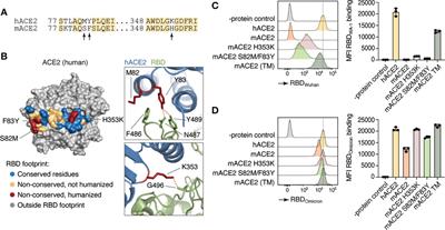 A minimally-edited mouse model for infection with multiple SARS-CoV-2 strains